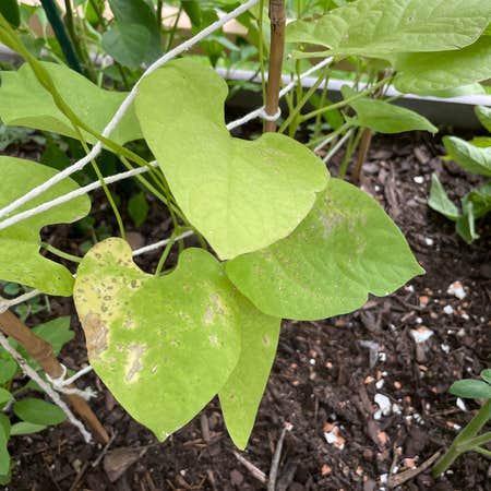 Photo of the plant species Climbing French Bean by @KeyLilacsage named Bean on Greg, the plant care app