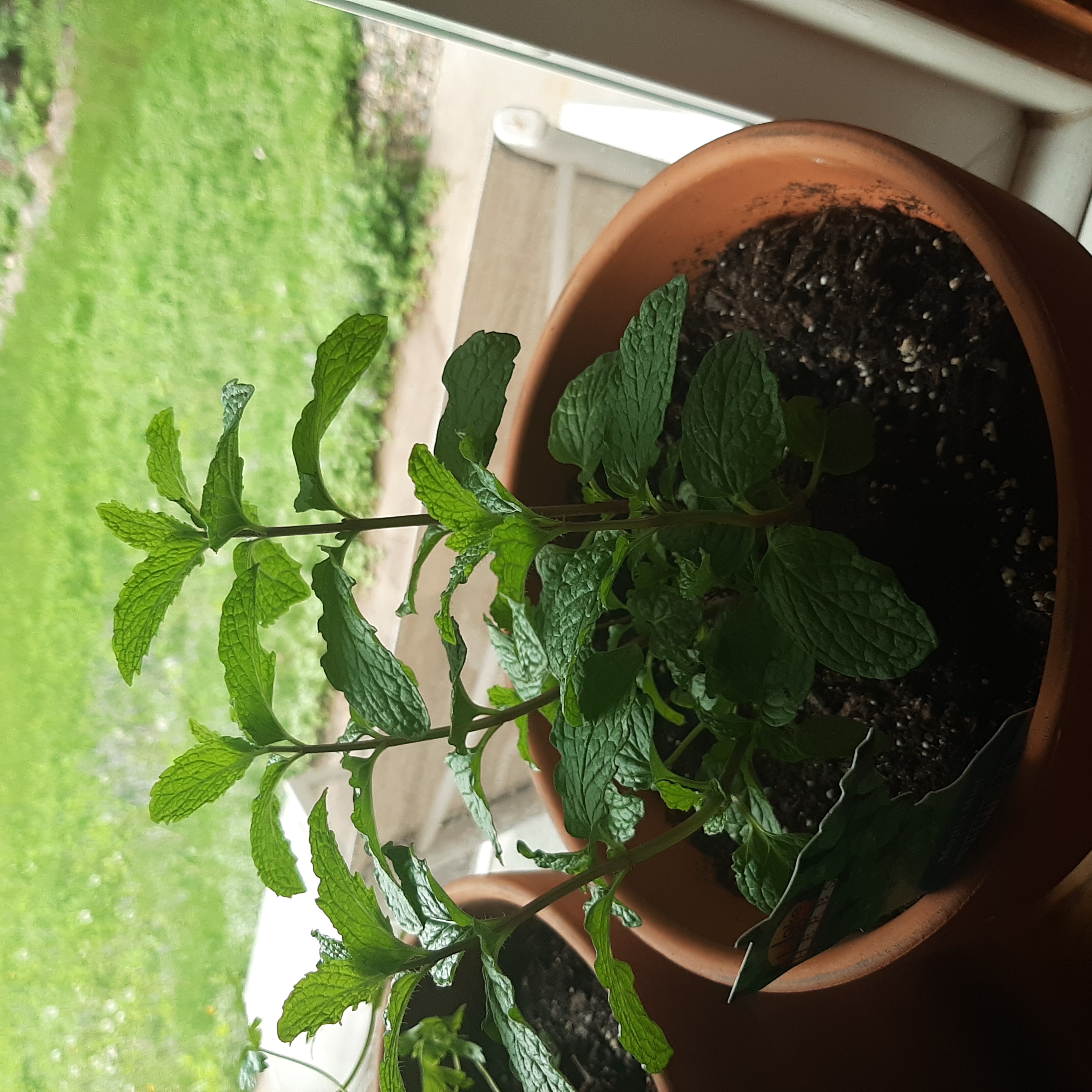 Potted Mojito Mint plant near a window with healthy green leaves.