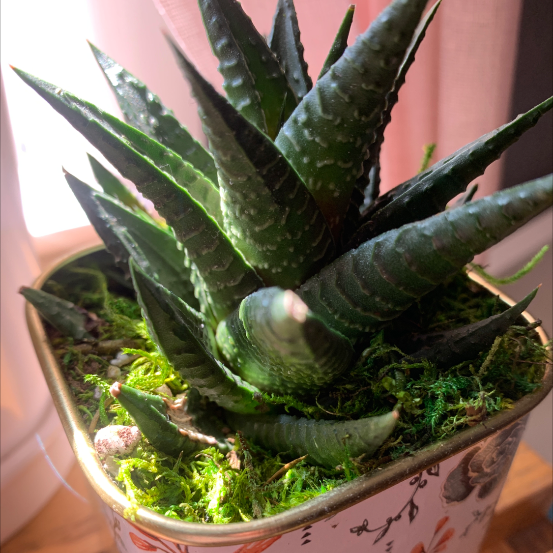 Small potted Zebra Plant with thick striped leaves in a decorative pot, appearing healthy overall on a pink background.