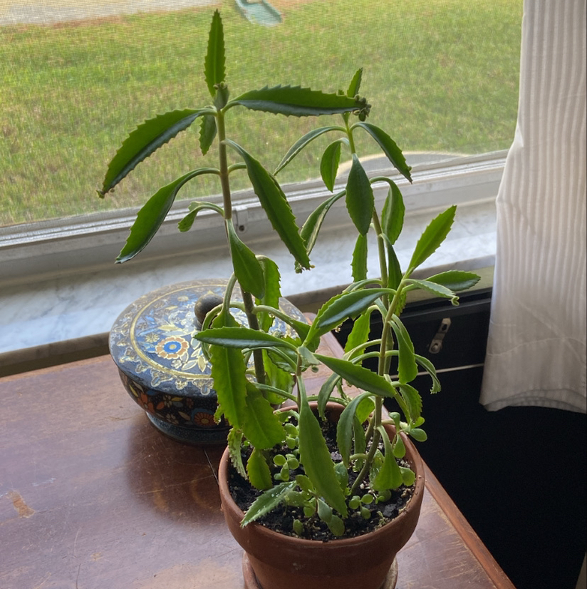 Healthy Mother of Millions plant in a pot on a windowsill, with many small plantlets growing along the edges of the leaves.