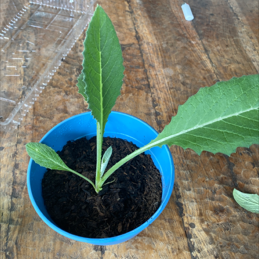 Photo of the plant species Globe artichoke by @LoyalTimeout named Artumis on Greg, the plant care app