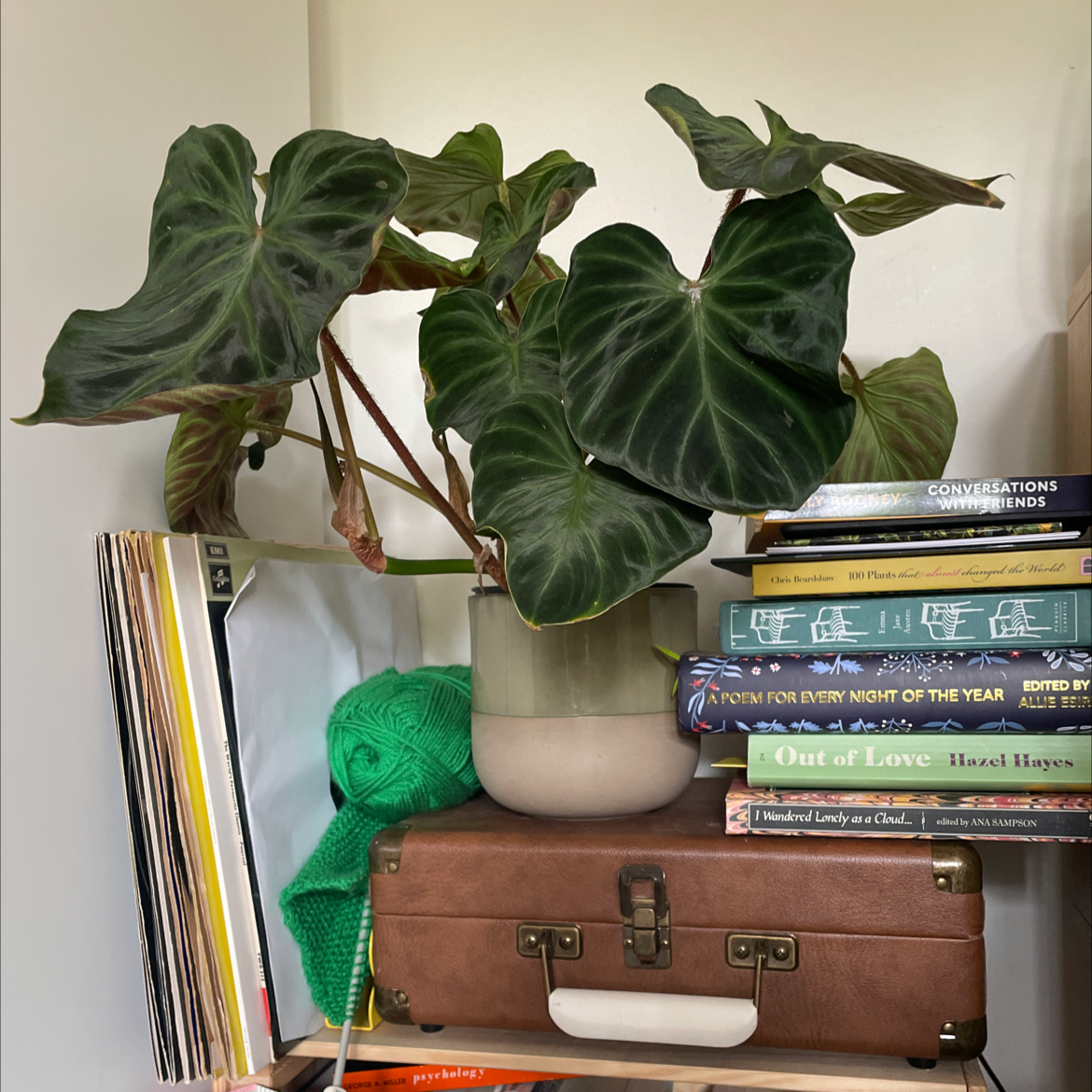 Philodendron verrocusum