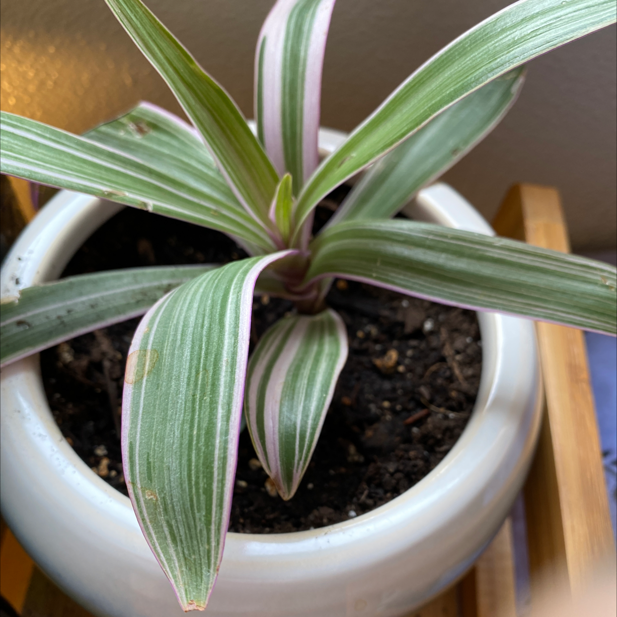 Healthy Moses-in-the-Cradle plant with vibrant green and white striped leaves in a white ceramic pot, soil visible.