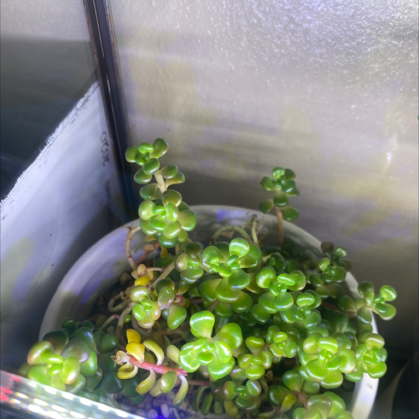 Potted Oregon Stonecrop plant with small, fleshy green leaves.