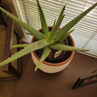 Aloe Vera plant in DeSoto, Texas
