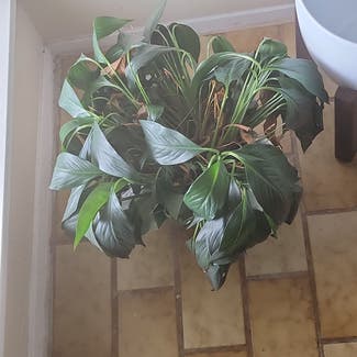 Peace Lily plant in DeSoto, Texas