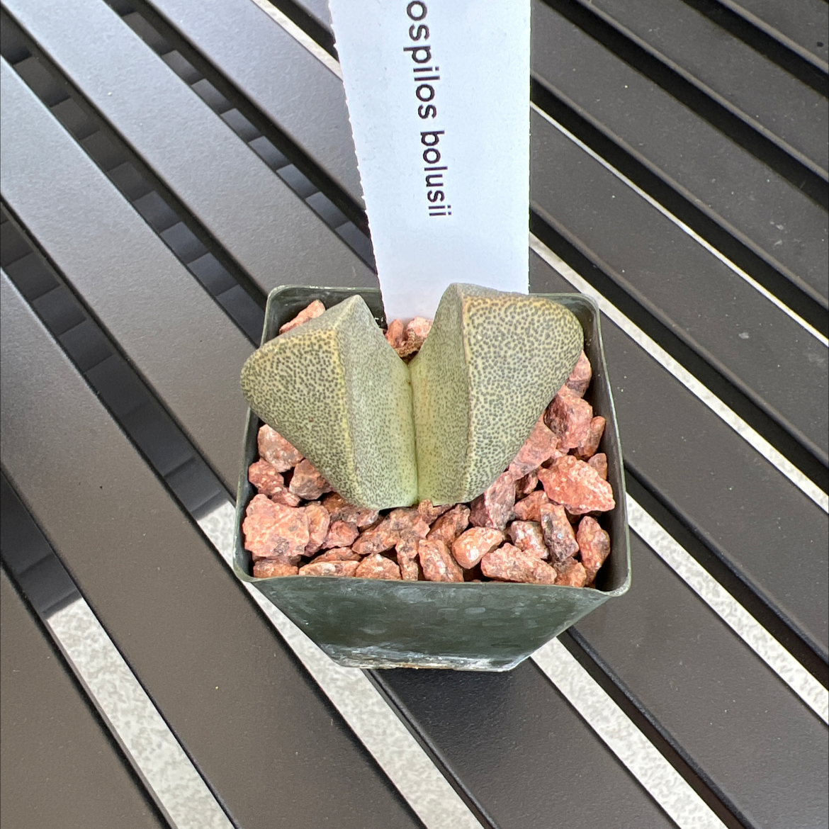 Photo of the plant species Mimicry Rock Plant by @UnflaggingAster named Sonora on Greg, the plant care app