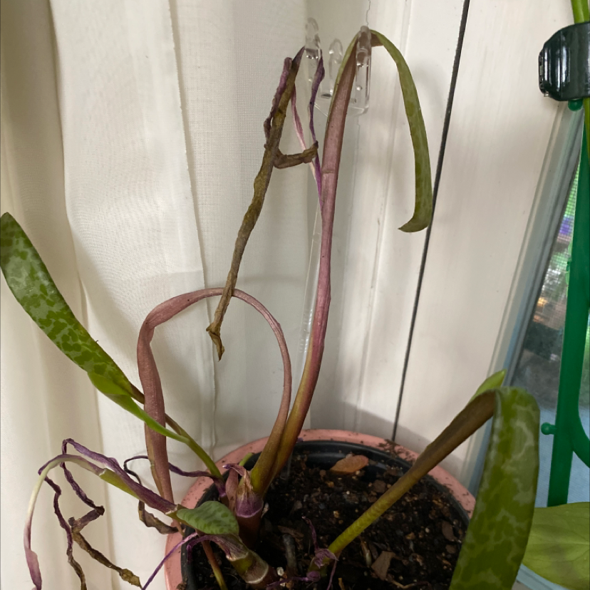 Silver Squill plant with wilted and discolored leaves in a pot.