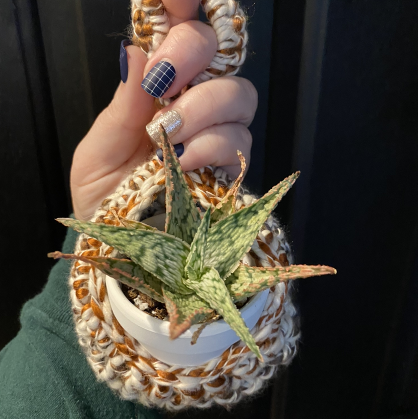 Broad-Leaved Aloe plant in a white pot, held by a hand with painted nails.