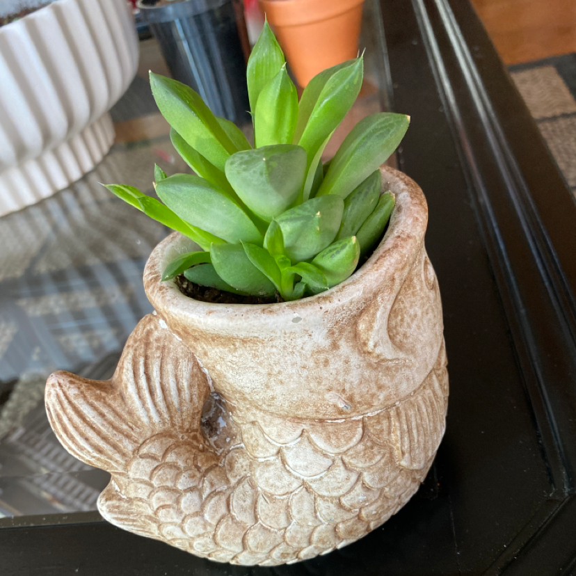 Cathedral Window Haworthia in a decorative fish-shaped pot on a glass table.