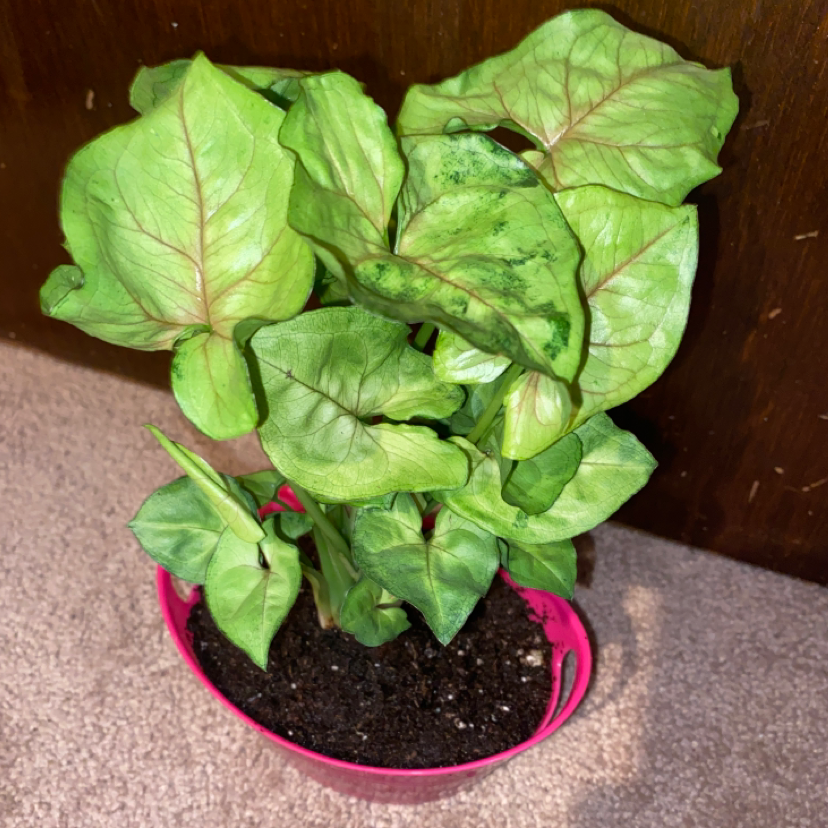 Photo of the plant species Syngonium 'Berry' by @CarleyGoshaw28 named Cookies on Greg, the plant care app