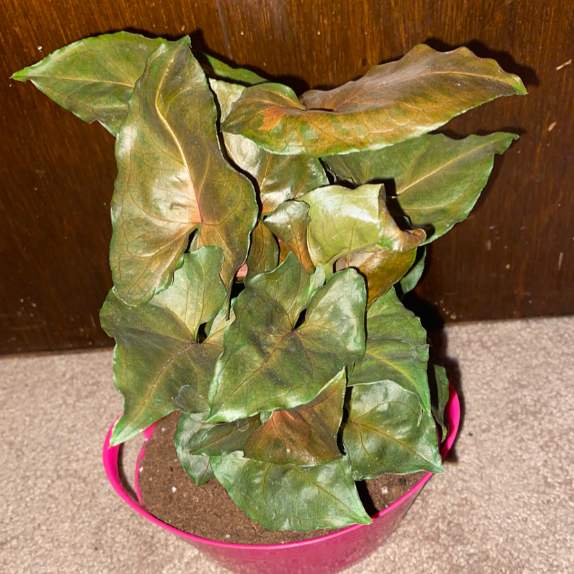 Photo of the plant species Bronze Maria Allusion by @CarleyGoshaw28 named Maria on Greg, the plant care app
