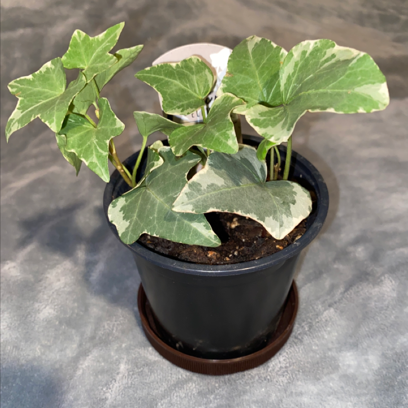 English Ivy plant photo by @CarleyGoshaw28 named Icecap on Greg, the plant care app.