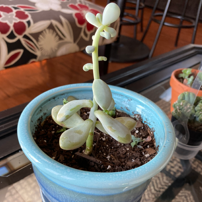 Pink Moonstones plant photo by @CarleyGoshaw28 named Stacy on Greg, the plant care app.