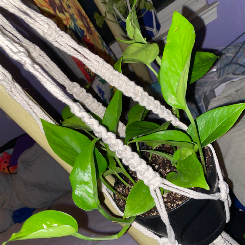 Marble Queen Pothos plant photo by @CarleyGoshaw28 named Un-marbled Kween on Greg, the plant care app.
