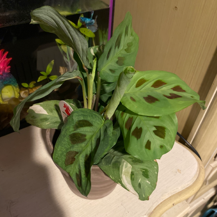 Photo of the plant species Variegated Prayer Plant by @CarleyGoshaw28 named Miranda on Greg, the plant care app