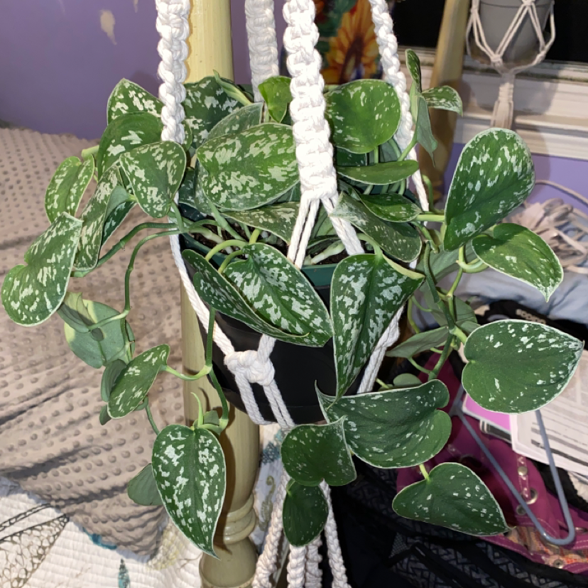 Photo of the plant species Silver Satin Pothos by @CarleyGoshaw28 named Tafiti on Greg, the plant care app