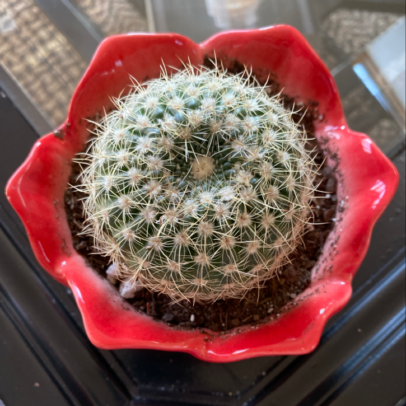 Mammillaria Formosa cactus in a red pot with visible soil, well-centered and in focus.