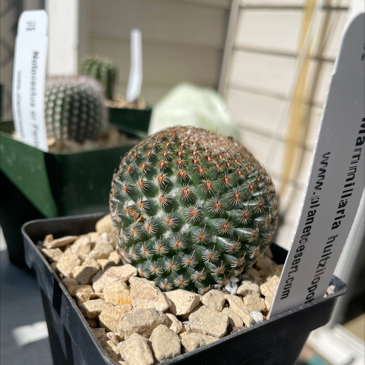 Photo of the plant species Mammillaria huitzilopochtli by @UnimpairedCorn named Your plant on Greg, the plant care app