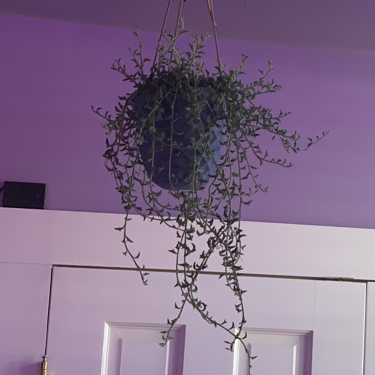 Photo of the plant species Love-Vine by Jewel named spikey hangy on Greg, the plant care app