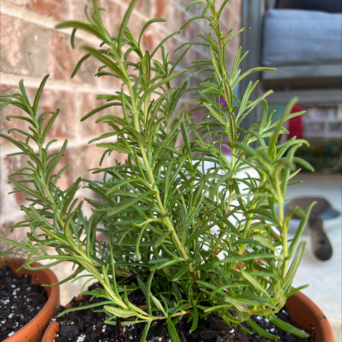 Photo of the plant species Rosemary by @FinePaparazzi named Rosemary on Greg, the plant care app