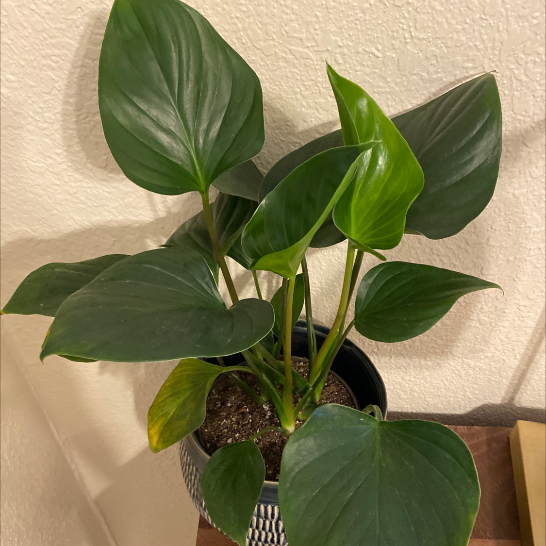 Healthy Chinese Taro plant with large, dark green, heart-shaped leaves in a black plastic pot against a neutral background.