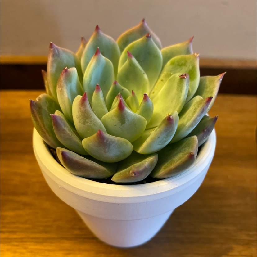 Healthy Lipstick Echeveria succulent in a white pot.