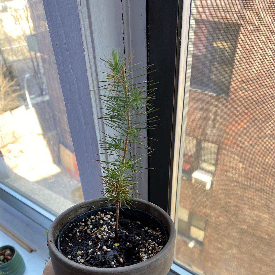 Photo of the plant species Deodar by @misslaramichaels named Coco on Greg, the plant care app