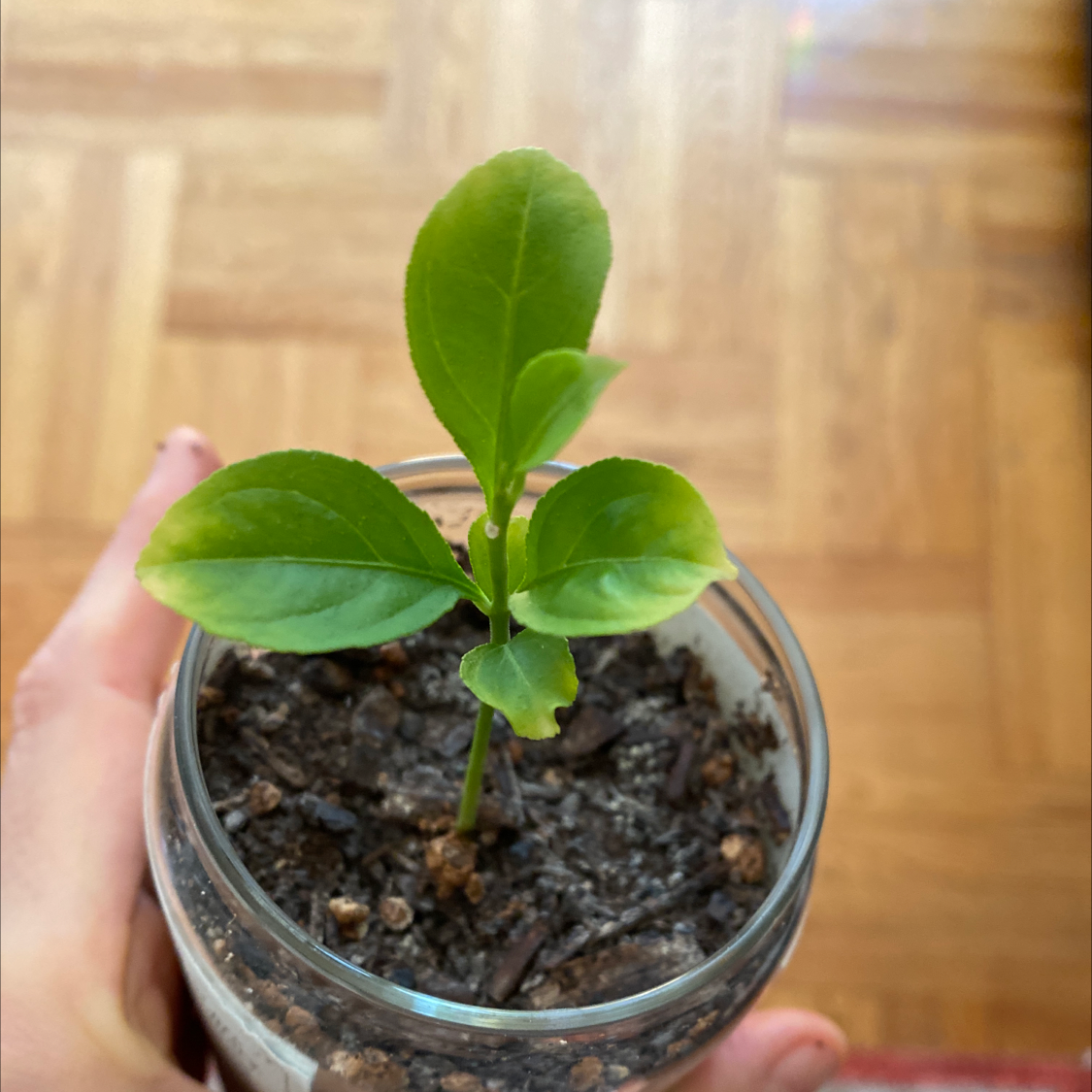Young lemon plant in a small container with visible soil, slight yellowing on leaf tips, held by a hand.