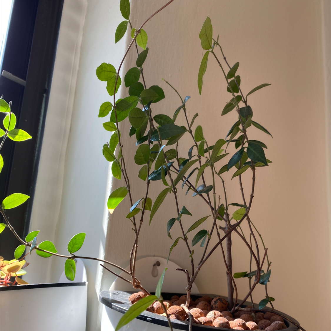 Star Jasmine plant with green leaves in a pot near a window.