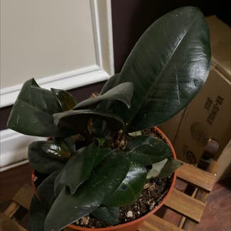 Burgundy Rubber Tree plant in Baltimore, Maryland
