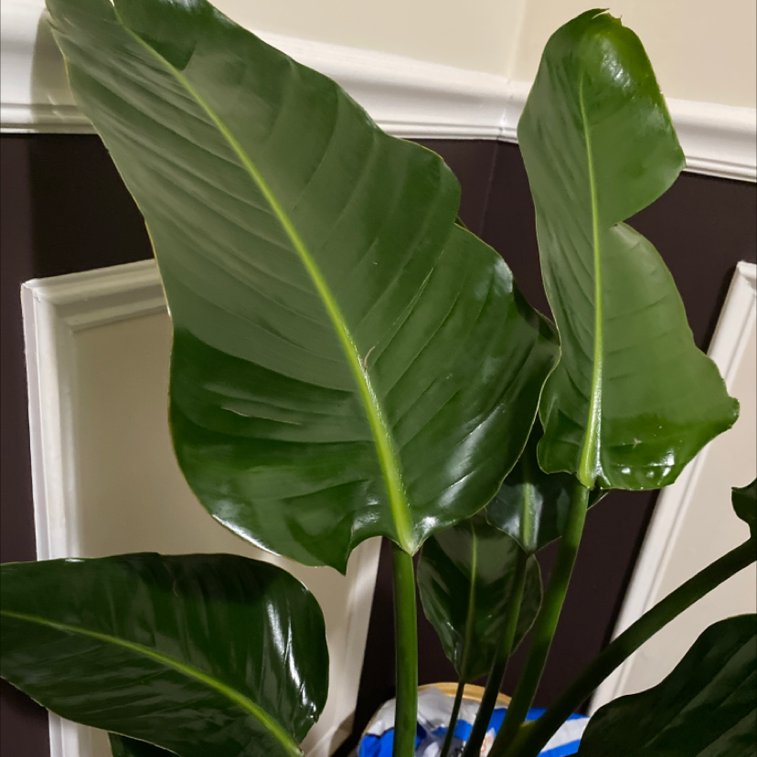 White Bird of Paradise plant photo by @Tosha77 named Keisha on Greg, the plant care app.