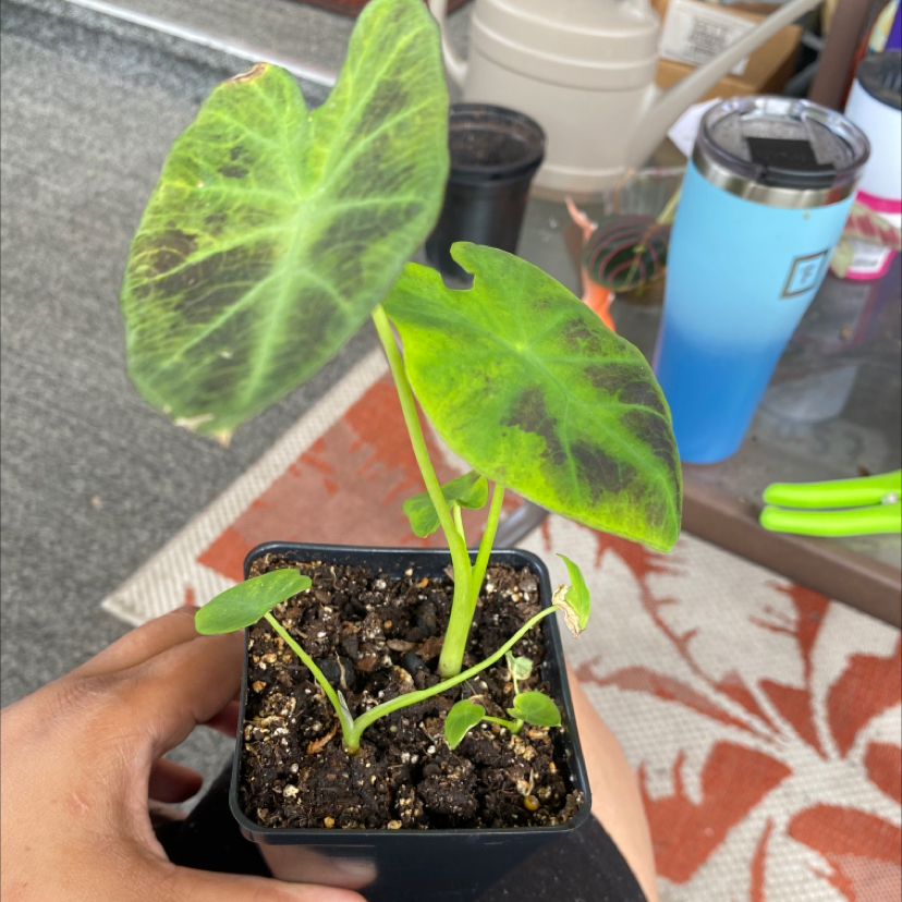 Colocasia 'Black Beauty' plant photo by @Tosha77 named Star on Greg, the plant care app.
