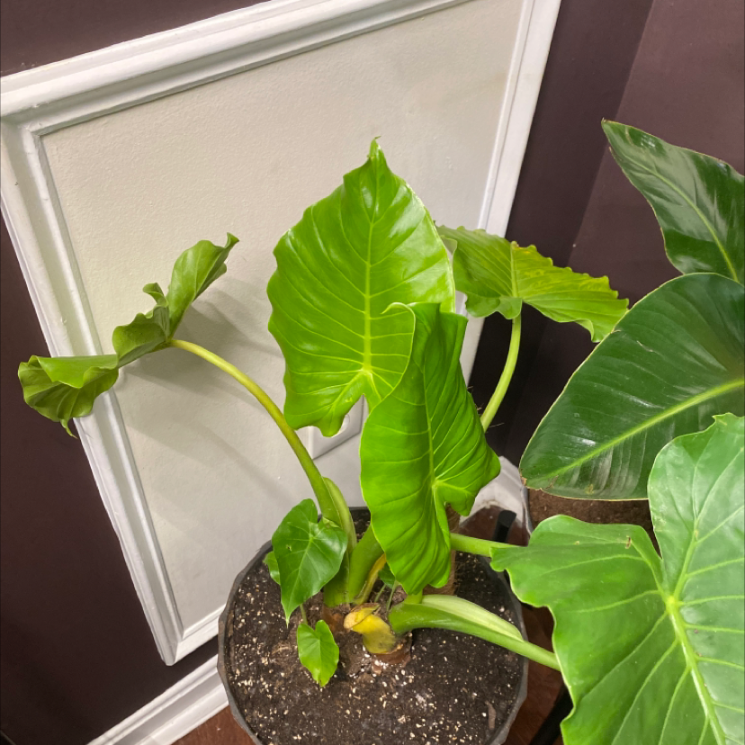 Arrowleaf Elephant Ear plant photo by @Tosha77 named Elle on Greg, the plant care app.