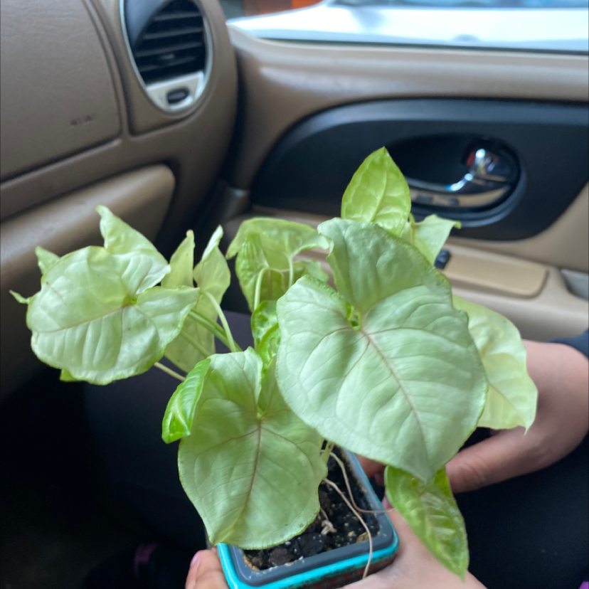 Red Heart plant photo by @Tosha77 named Luna on Greg, the plant care app.