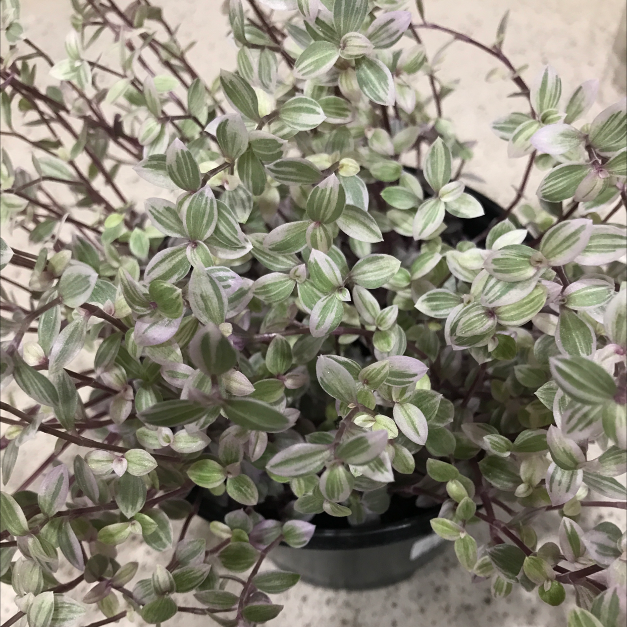 Pink Panther Tradescantia plant with vibrant green and pink variegated leaves in a pot.