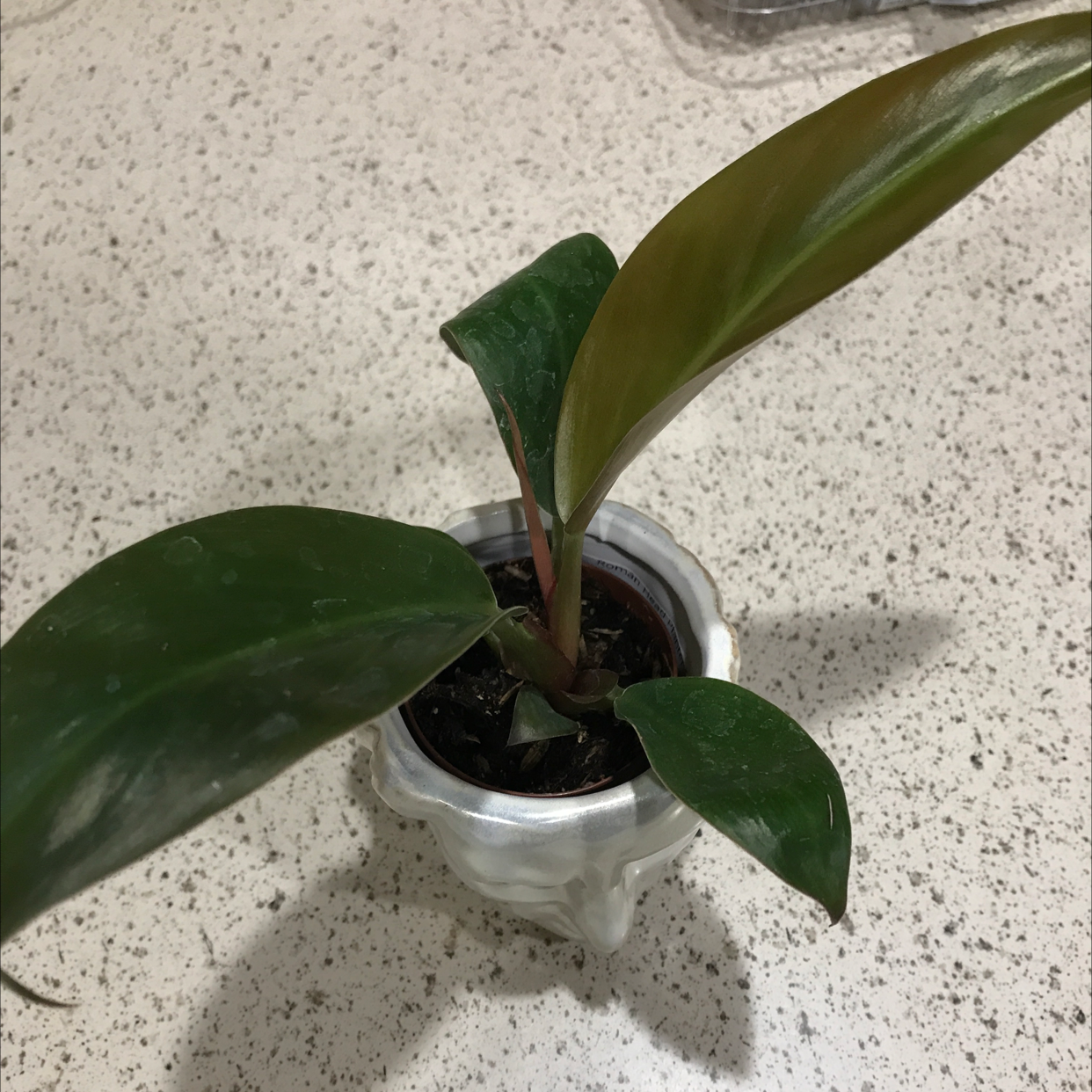 Philodendron 'Black Cardinal' plant in a white pot with dark green leaves.