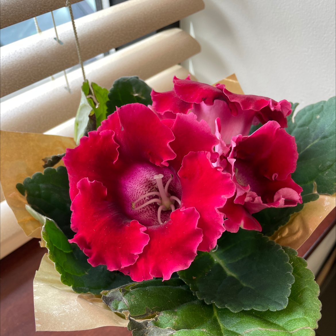 Florist's gloxinia with vibrant red flowers and healthy green leaves near a window.