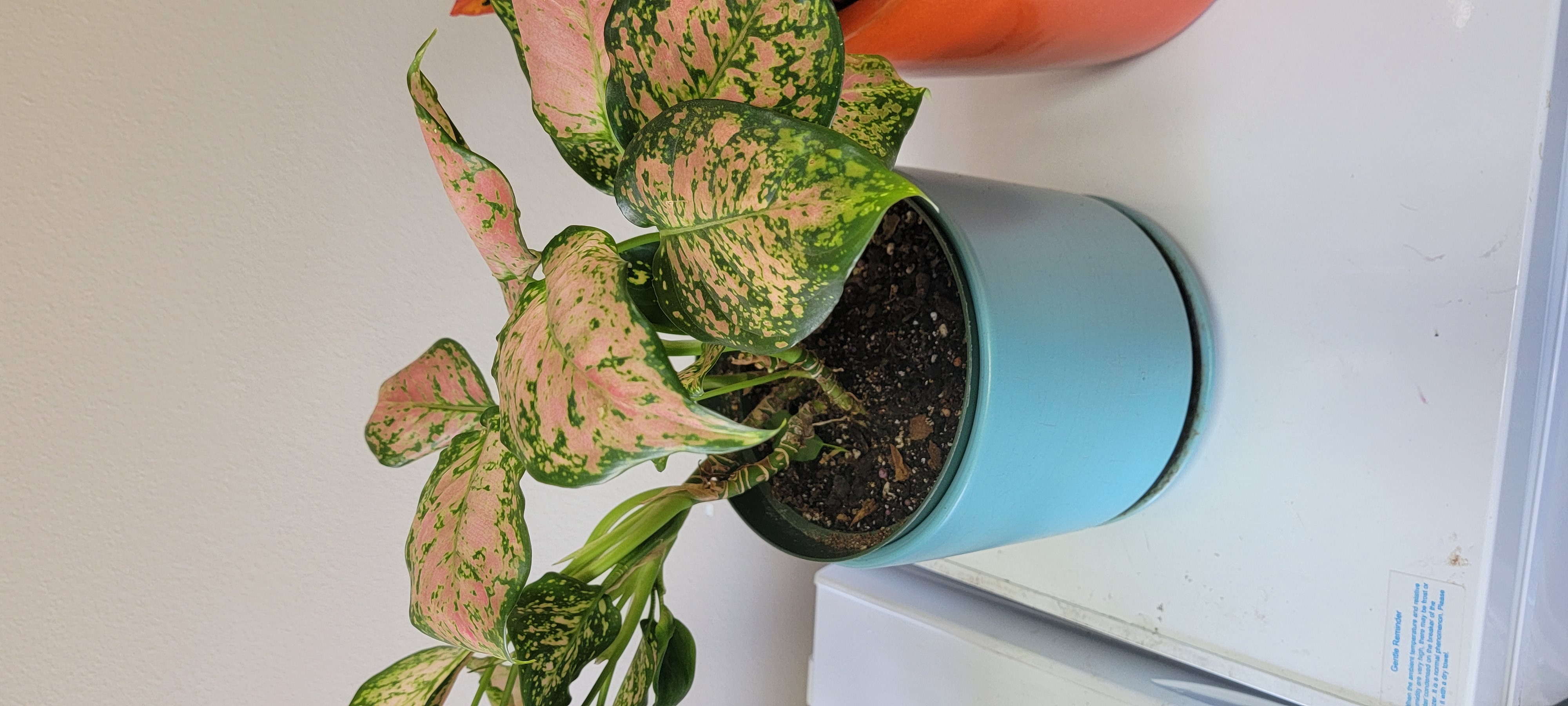 Aglaonema 'Favonian' plant in a blue pot with pink and green variegated leaves.