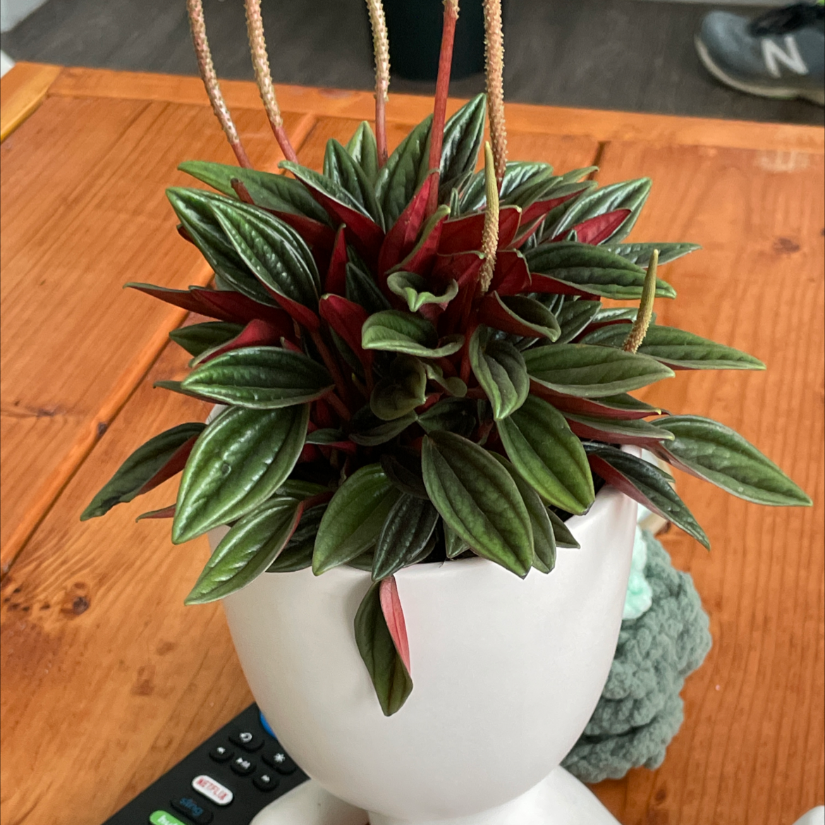 Healthy Emerald Ripple Peperomia plant with vibrant green and red leaves in a white pot on a wooden surface.
