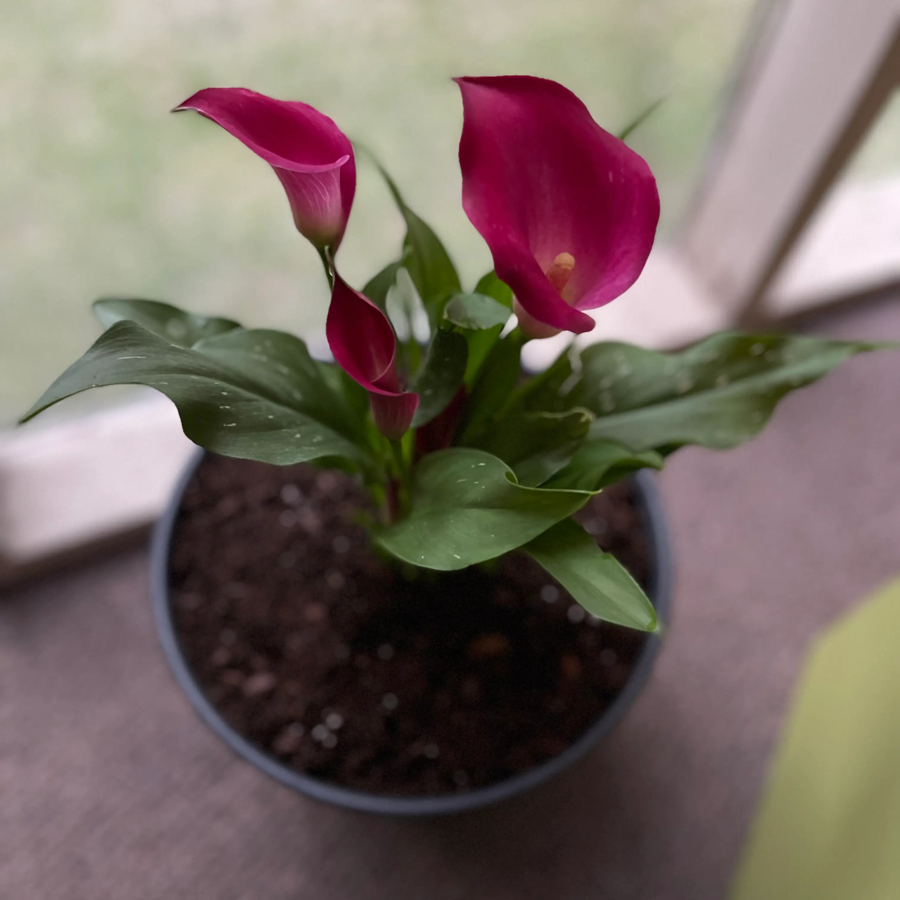 Photo of the plant species Red Calla Lily by @Slickmendoza named Xena on Greg, the plant care app