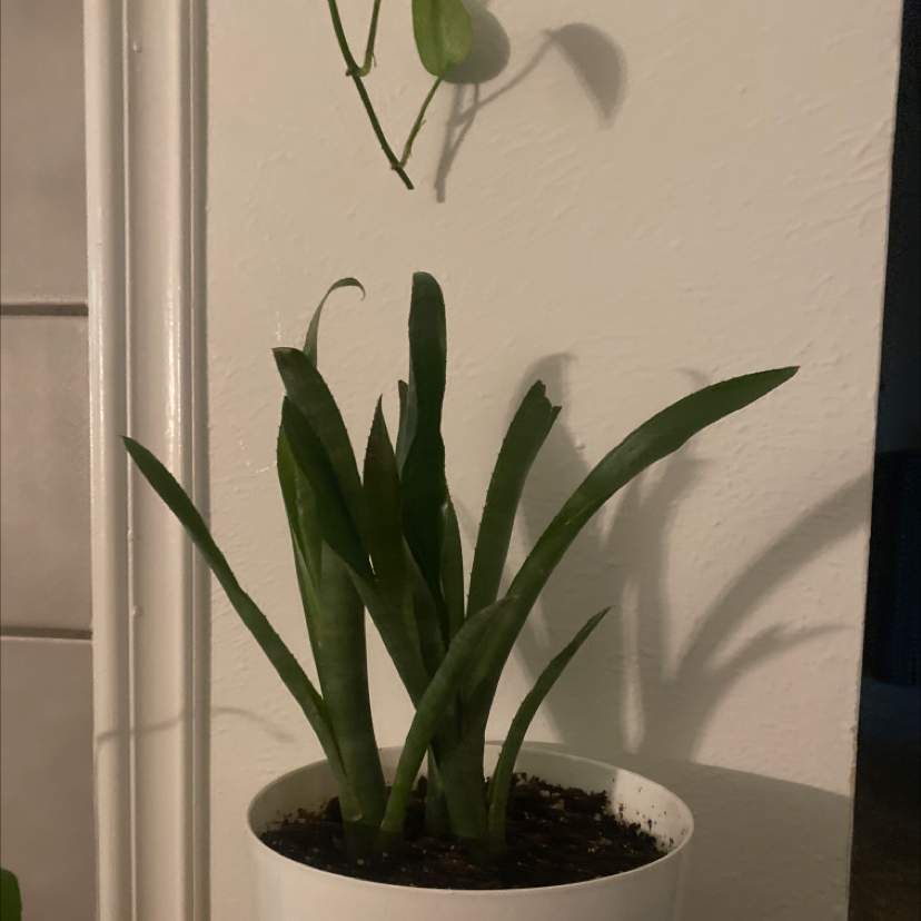 Potted Queen's Tears plant with long, slender green leaves in a white pot.