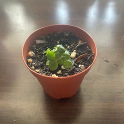 Peperomia 'Little Toscani' plant
