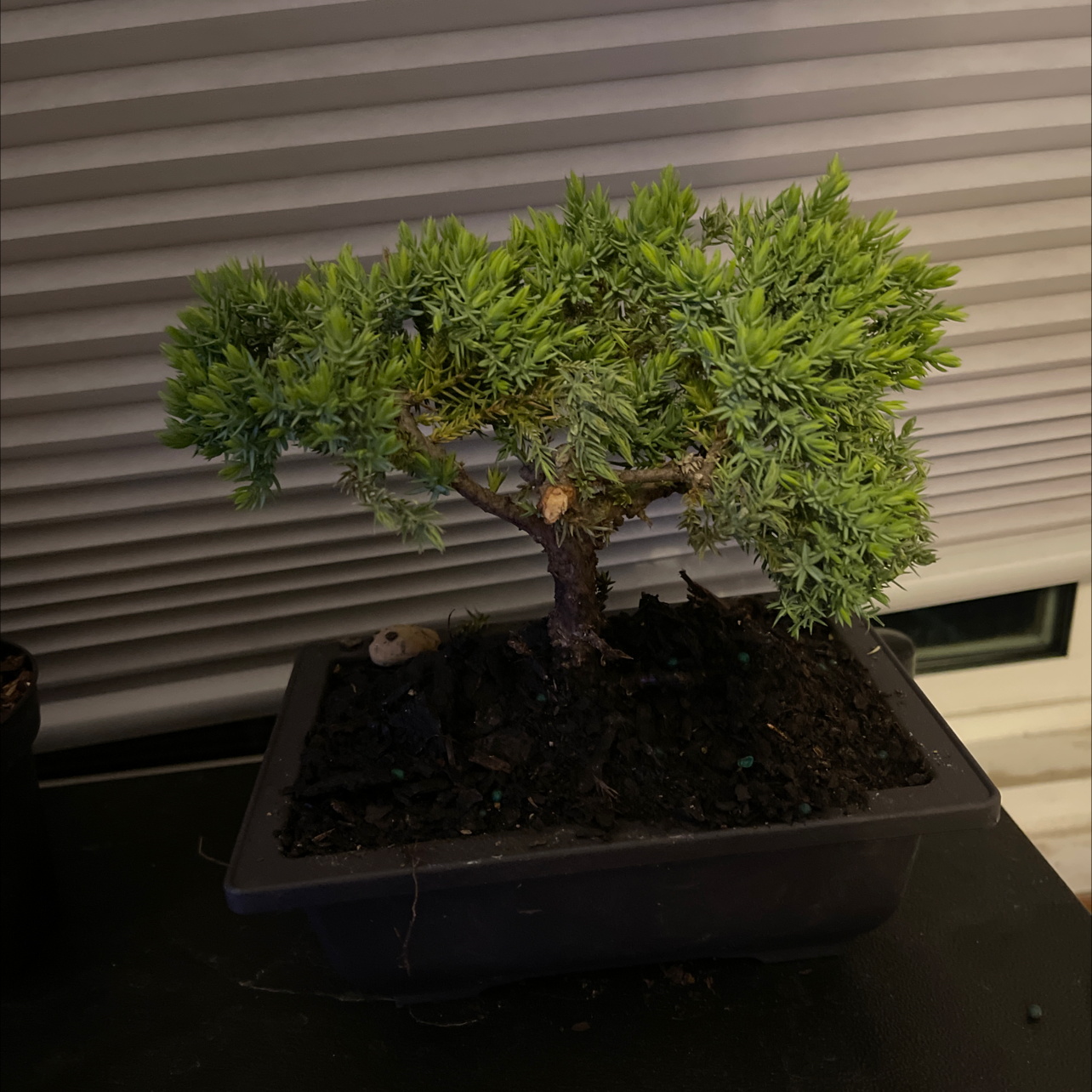 A healthy bonsai tree of American Common Juniper with dense green foliage in a pot.
