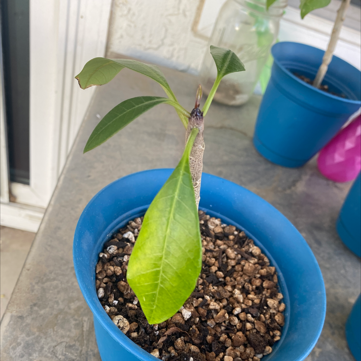 Young Red Frangipani plant in a blue pot with visible soil and a yellowing leaf.