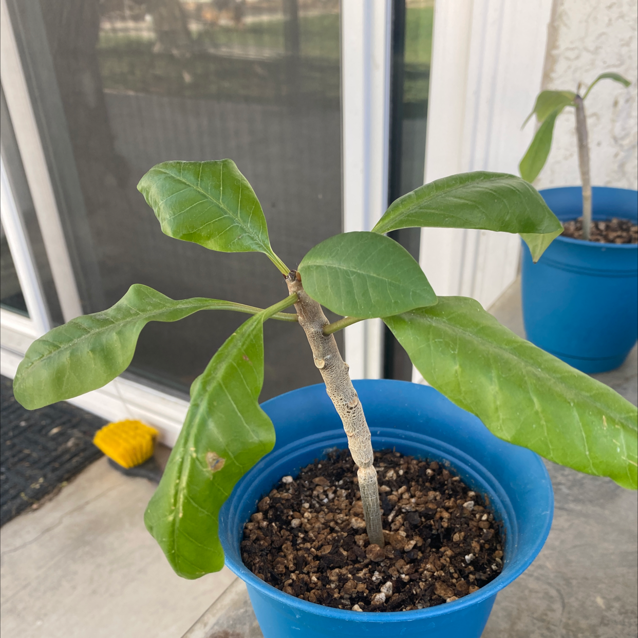 Young Red Frangipani plant in a blue pot with green leaves near a window.