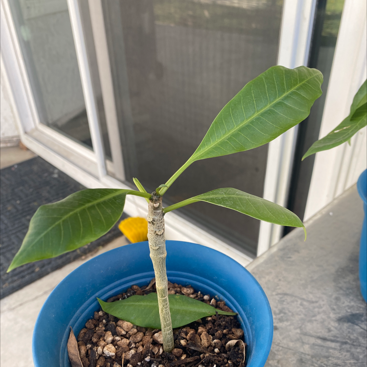 Young Red Frangipani plant in a blue pot with healthy green leaves.
