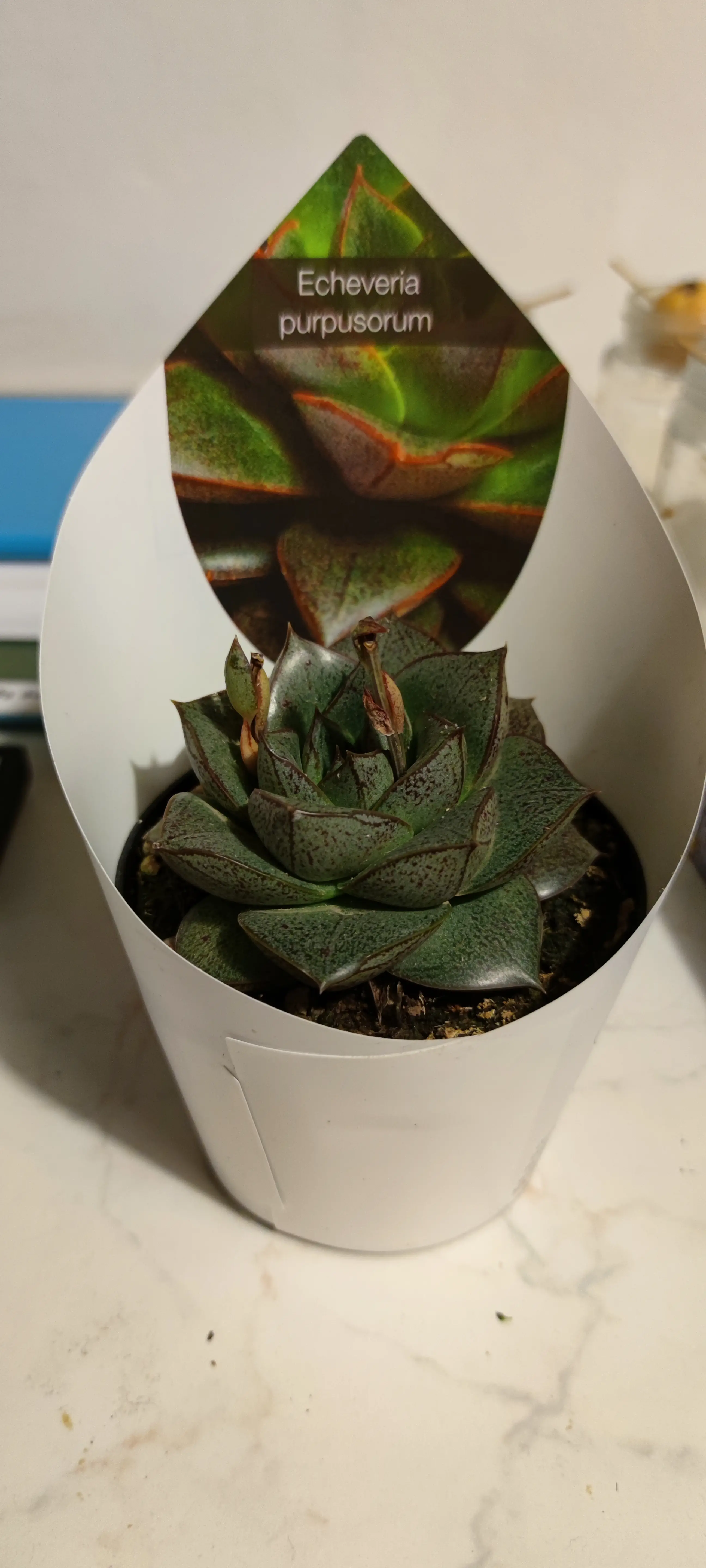 Photo of the plant species Graptopetalum purpusorum by @BetterBluehaze named Sir Pancilot on Greg, the plant care app