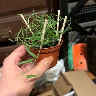 String of Needles plant in Somewhere on Earth