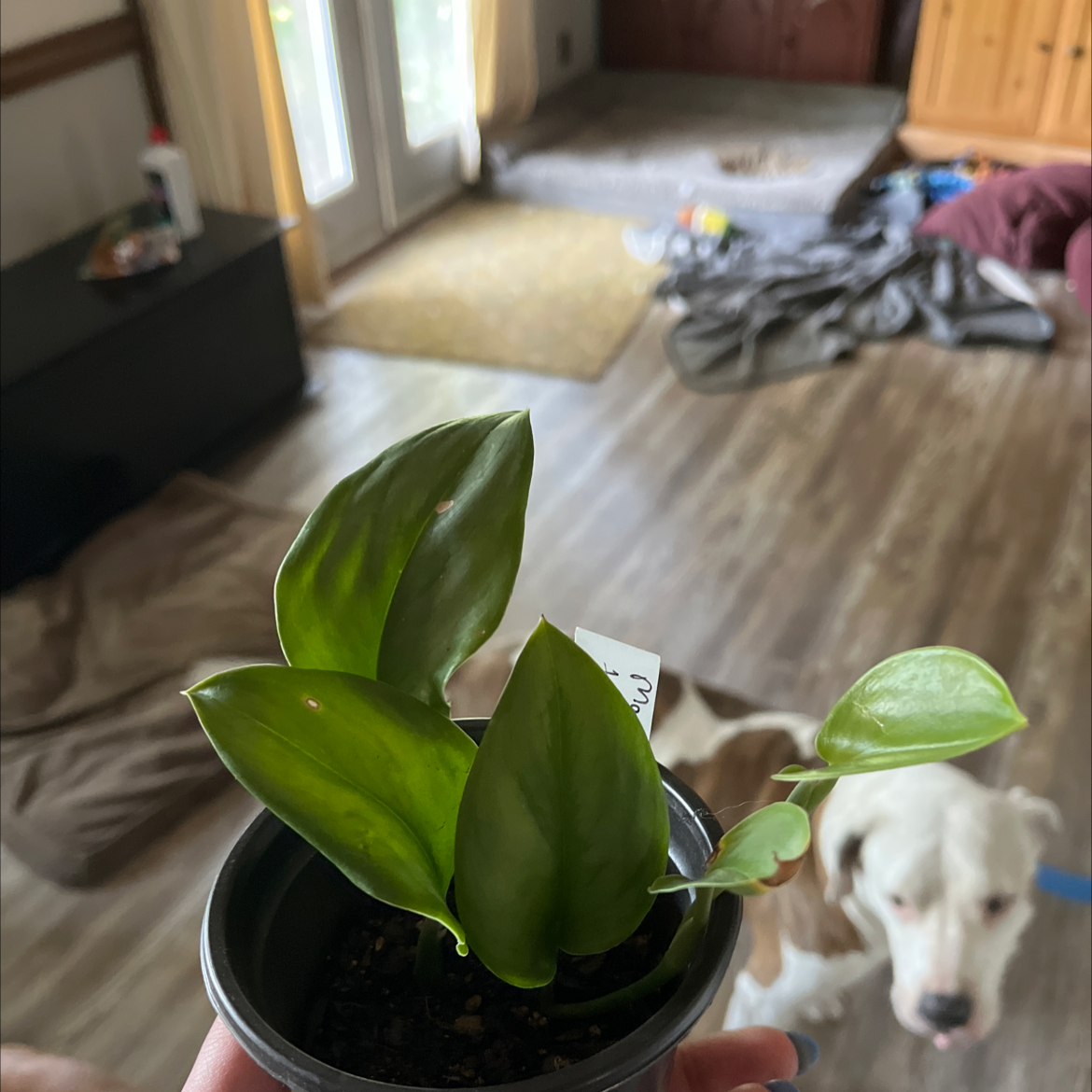 Scindapsus treubii 'Moonlight' plant in a pot, held by a hand, with a dog in the background.